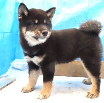 柴犬(標準サイズ)【栃木県・女の子・2023年9月5日・黒】の写真「黒毛のきれいなメスの子です。」