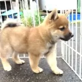 柴犬(標準サイズ)【栃木県・男の子・2024年8月1日・赤】の写真1「9/19撮影　生後49日」
