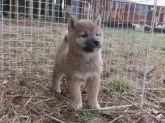 柴犬(標準サイズ)【栃木県・男の子・2023年1月18日・赤】の写真2「3/16撮影」