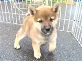 柴犬(標準サイズ)【栃木県・男の子・2024年8月1日・赤】の写真2「9/19撮影　生後49日」