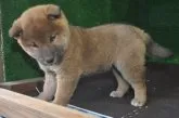 柴犬(標準サイズ)【栃木県・男の子・2019年9月23日・赤】の写真3「11/6撮影（生後44日）」