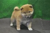 柴犬(標準サイズ)【栃木県・男の子・2019年10月1日・赤】の写真4「11/11撮影（生後41日）」