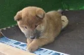 柴犬(標準サイズ)【栃木県・男の子・2019年9月23日・赤】の写真4「11/6撮影（生後44日）」
