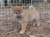 柴犬(標準サイズ)【栃木県・男の子・2023年1月18日・赤】の写真5「3/16撮影」