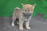 柴犬(標準サイズ)【栃木県・男の子・2019年5月20日・赤】の写真5「7/3撮影　生後44日」