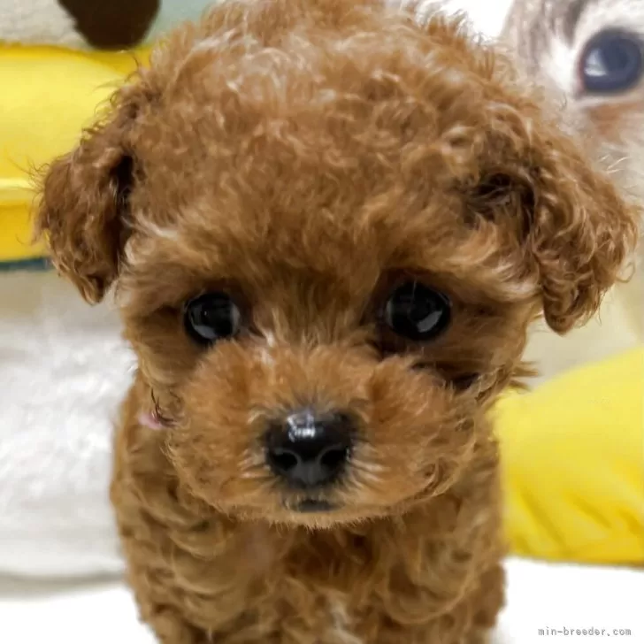 ティーカッププードル【香川県・女の子・2025年9月11日・アプリコット】の写真1