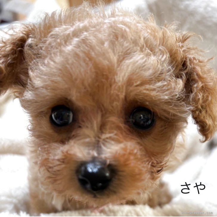 ブリーダー画像