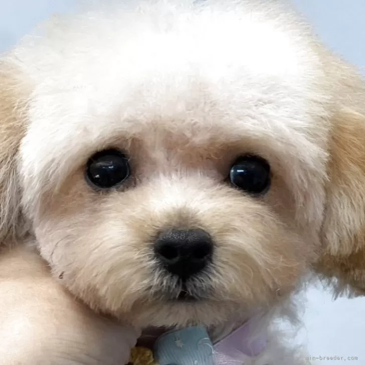 K.f 様のお迎えした子犬