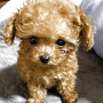 トイプードル(ティーカップ)【香川県・女の子・2025年9月25日・レッド】の写真「可愛いお姫様　マイクロテイカップ予想です。」