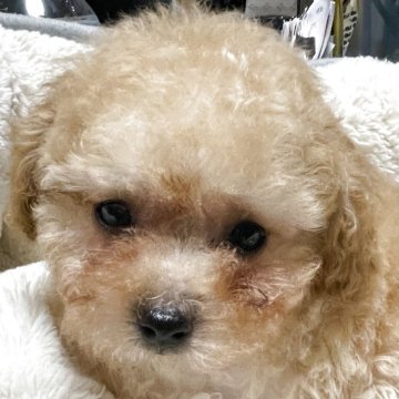 トイプードル(タイニー)【香川県・男の子・2025年4月2日・アプリコット】の写真「甘えん坊な王子様」