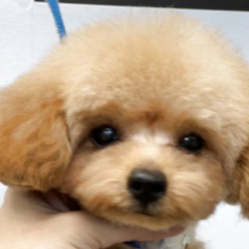 トイプードル(タイニー)【香川県・男の子・2025年3月23日・アプリコット】の写真「父、母共に3項目の遺伝子検査クリア。」