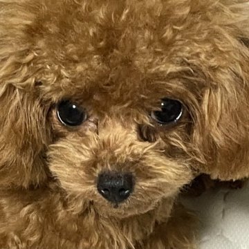 トイプードル(ティーカップ)【香川県・女の子・2024年4月23日・アプリコット】の写真「凛とした姿勢、大きな目で微笑んでくれます」