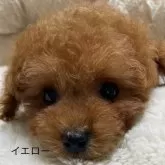 タイニープードル【香川県・男の子・2025年1月18日・アプリコット】の写真1