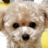 ティーカッププードル