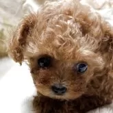 ティーカッププードル