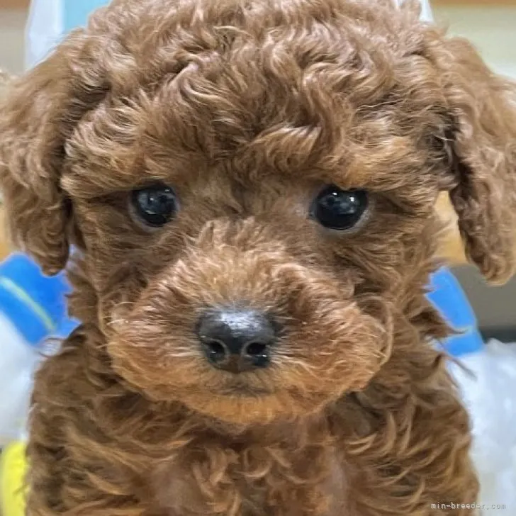 ID：2301-05499の子犬