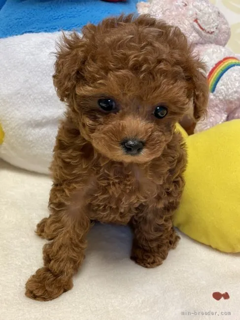 ID：2205-01140の子犬