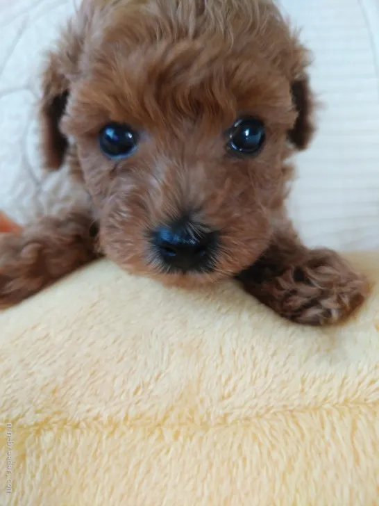 ID:2006-01072の子犬