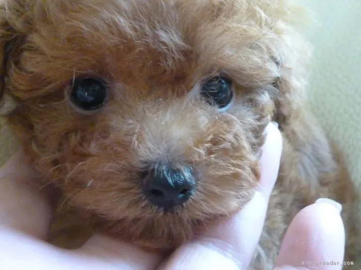 ID:1804-01895の子犬