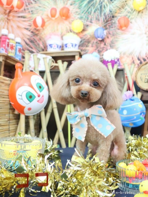 トイプードル【・女の子・2020年7月20日・レッド】