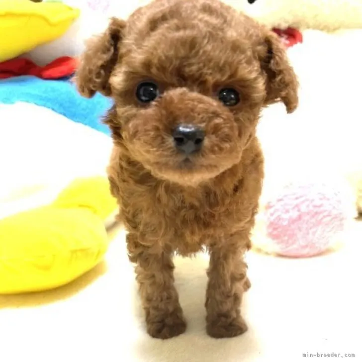 ID：2303-03564の子犬