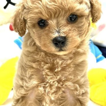 トイプードル(タイニー)【香川県・男の子・2023年2月16日・クリーム】の写真「真っ黒な瞳，ウェーブヘアが可愛い元気な子」