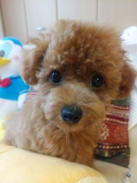 トイプードル(タイニー)【香川県・女の子・2020年5月5日・レッド】の写真「可愛いお姫様」