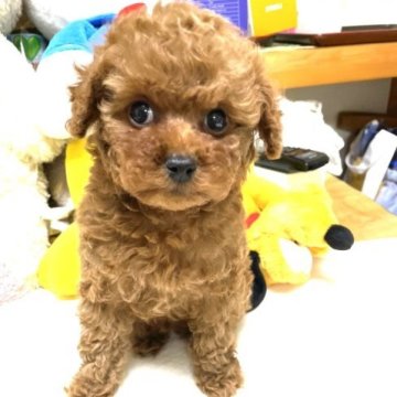 トイプードル(トイ)【香川県・男の子・2023年2月7日・レッド】の写真「元気いっぱい。両親ともに遺伝子検査クリアーです」