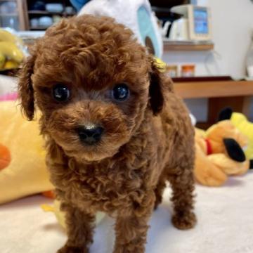 トイプードル(タイニー)【香川県・男の子・2022年5月18日・レッド】の写真「両親ともに遺伝子検査クリアーです」