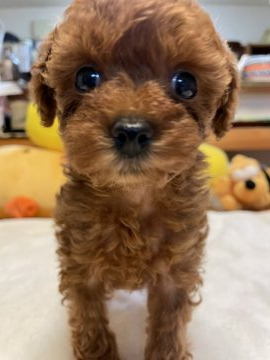 トイプードル(タイニー)【香川県・女の子・2021年9月3日・レッド】の写真「つぶらな瞳のかわいい子」