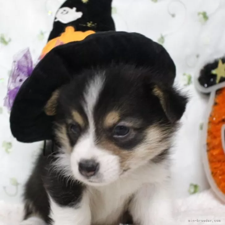 ID：2510-03872の子犬