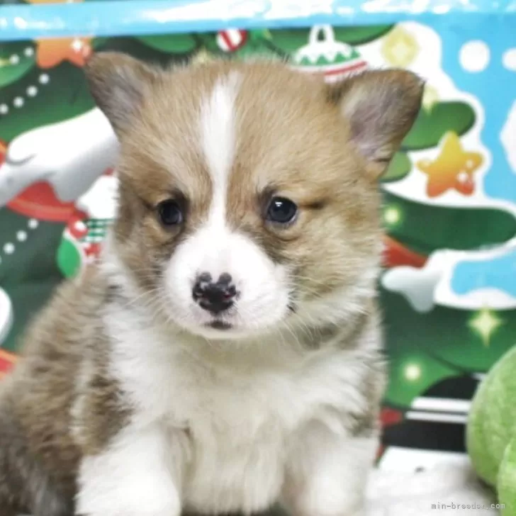 ID：2510-07655の子犬