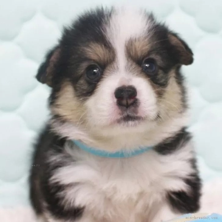 M.H 様のお迎えした子犬