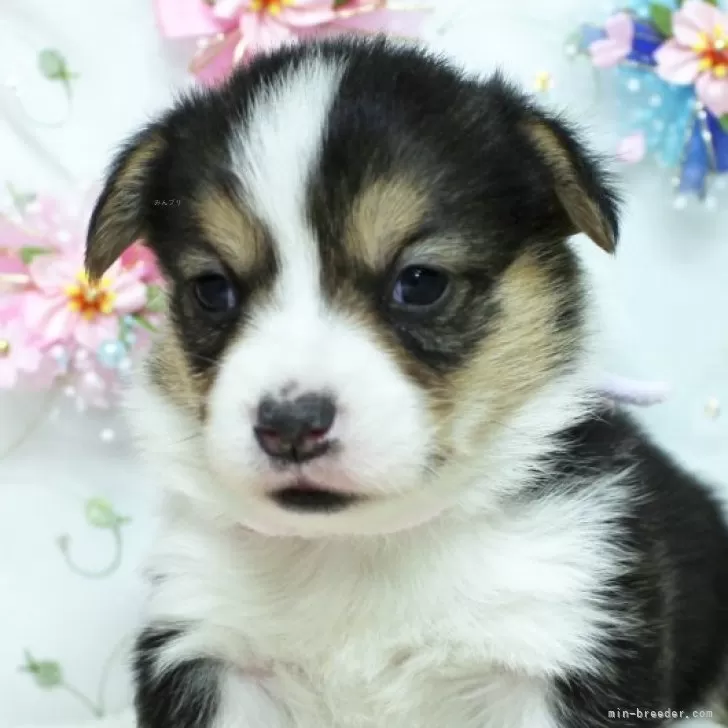 M.N 様のお迎えした子犬