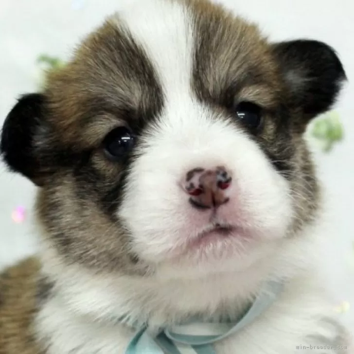 ID:2501-03245の子犬