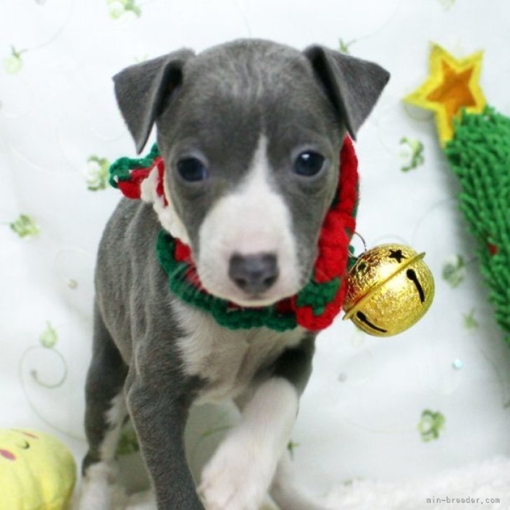 ブリーダー画像