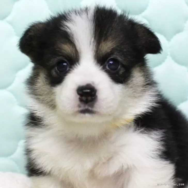 ID:2506-01166の子犬