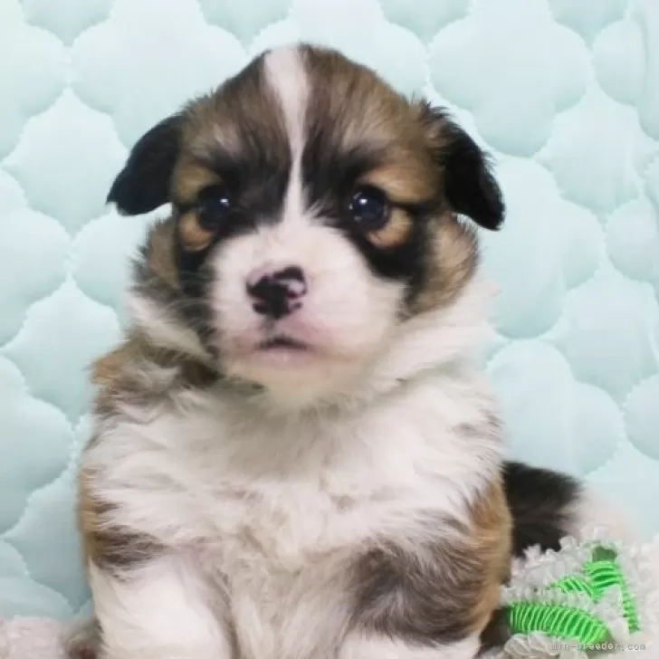 まる 様のお迎えした子犬