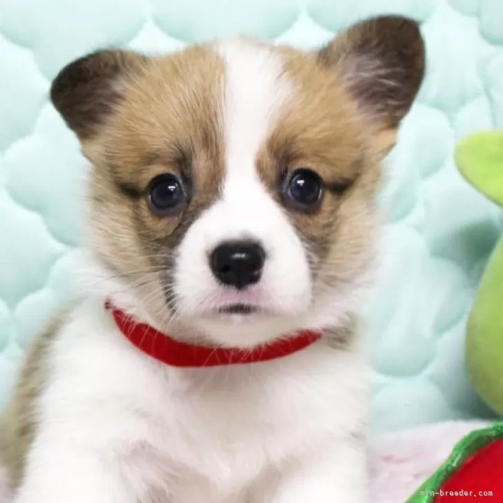 ID:2509-00633の子犬
