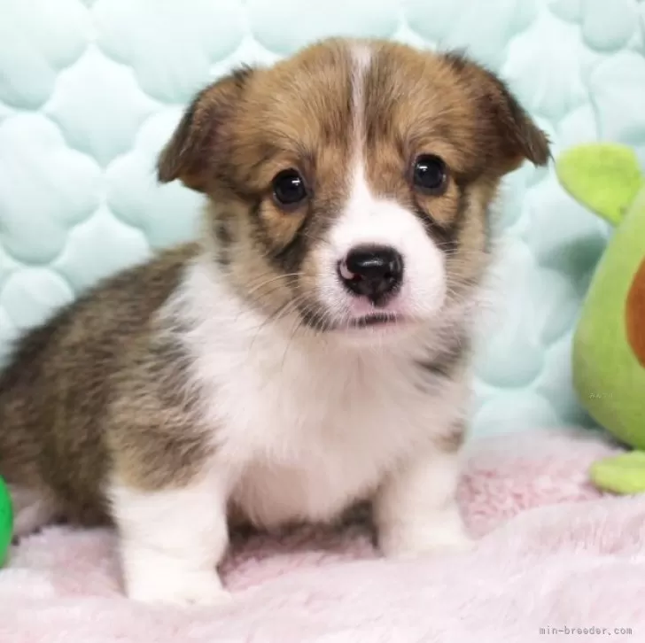 ID：2509-00627の子犬