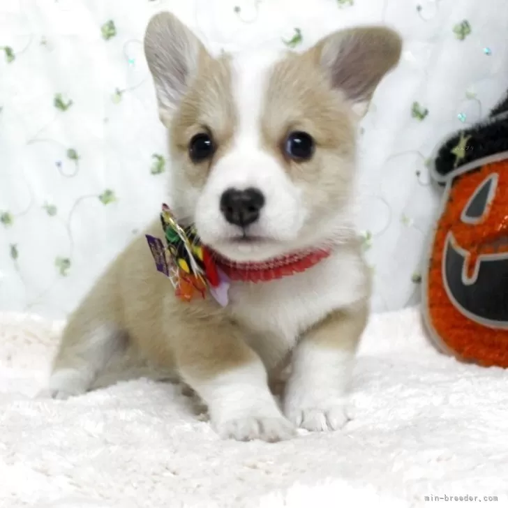 S.M 様のお迎えした子犬