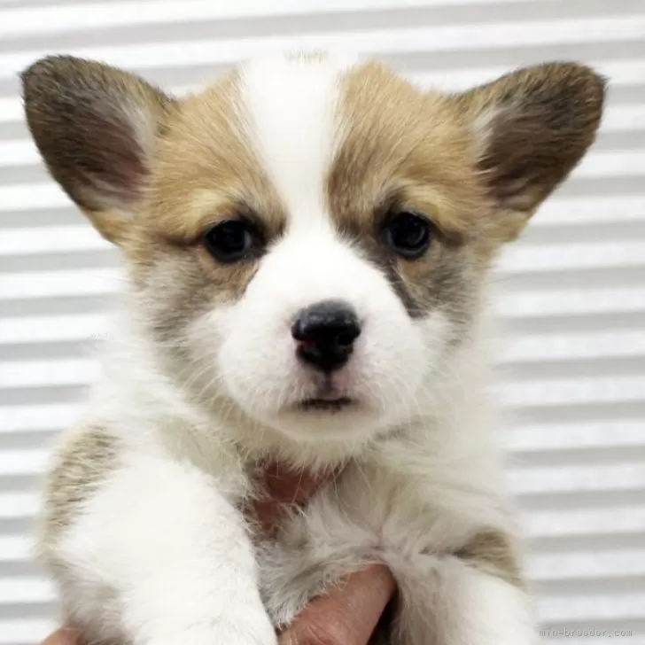 ぶー 様のお迎えした子犬