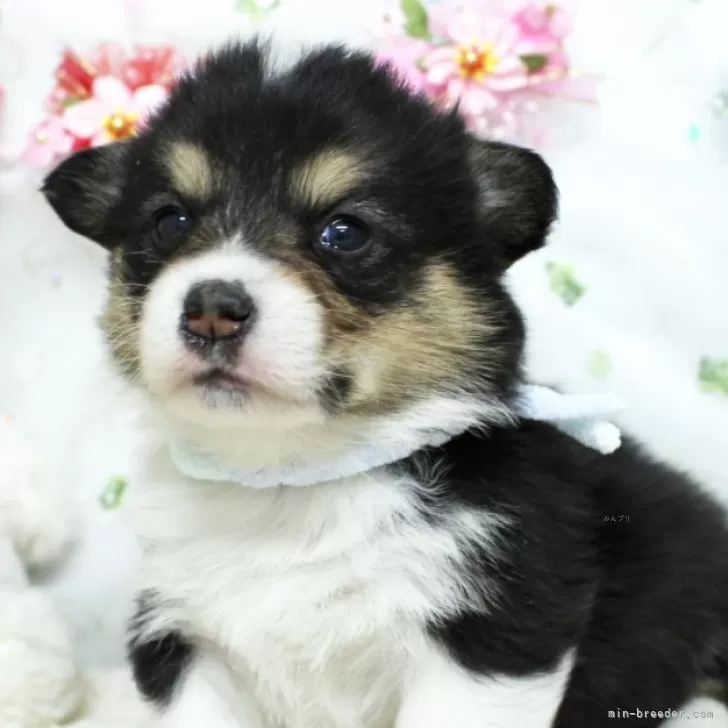 n. 様のお迎えした子犬