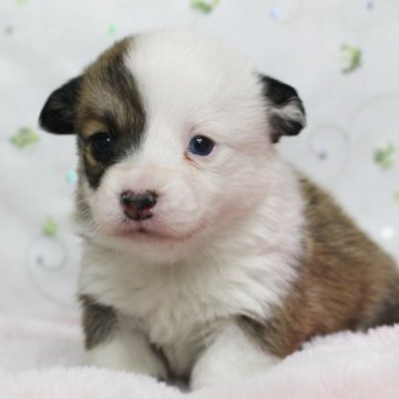 ウェルシュ・コーギー・ペンブローク【栃木県・女の子・2025年2月2日・レッド&ホワイト】の写真「両親遺伝子クリア！　尻尾あります。」