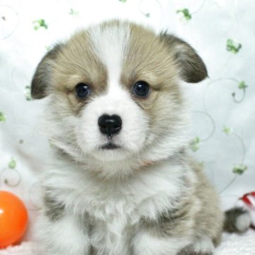 ウェルシュ・コーギー・ペンブローク【栃木県・男の子・2025年10月10日・レッド&ホワイト】の写真「両親遺伝子クリア！尻尾あります。」