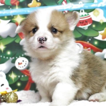 ウェルシュ・コーギー・ペンブローク【栃木県・男の子・2025年9月20日・レッド&ホワイト】の写真「顔立ちの良い子です。両親遺伝子クリアです。」