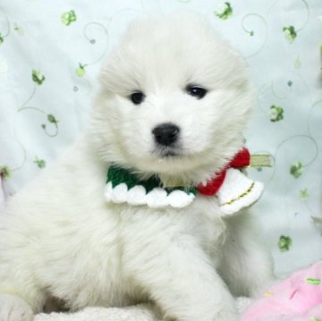サモエド【栃木県・女の子・2025年10月3日・ホワイト】の写真「モフモフ大家族が皆さんのお越しをお待ちしてます。」