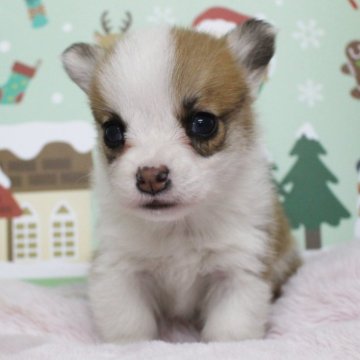 ウェルシュ・コーギー・ペンブローク【栃木県・男の子・2024年10月13日・レッド&ホワイト】の写真「両親遺伝子クリア！尻尾あります。」