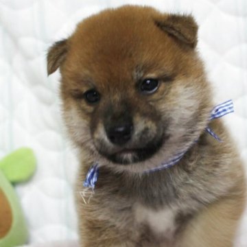 柴犬(標準サイズ)【栃木県・男の子・2025年4月12日・赤】の写真「小さめな元気一杯の男の子です!」