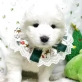 サモエド【栃木県・女の子・2025年10月3日・ホワイト】の写真1